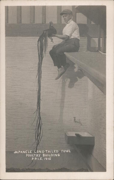 Japanese long tailed fowl. Poultry Building 1915 Panama-Pacific Exposition
