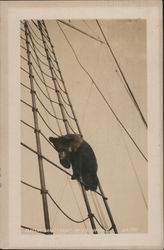 Mascot Bear on U.S.S. Buffalo Postcard