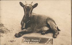 Goat Billy Mabel. Co. C Mascot Postcard