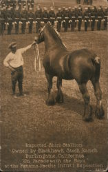 Imported Shire Stallion Owned by Blackhawk Stock Ranch, Burlingham, California. "On Parade with the Boys" Postcard