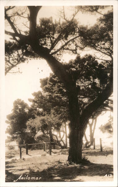Split Tree Asilomar California