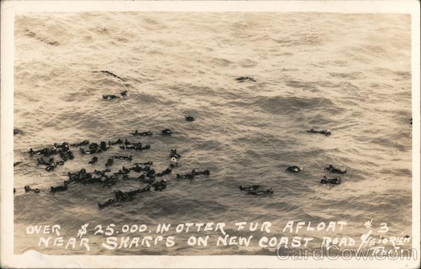 Over $25,000 in otter fur afloat near sharps on New Coast Road Pacific Grove California