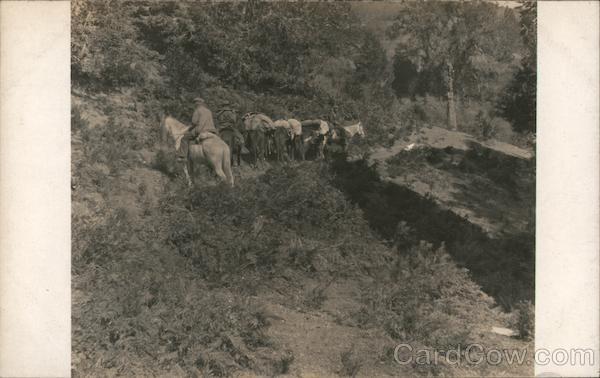 Horses Loaded with Supplies Pacific Grove California