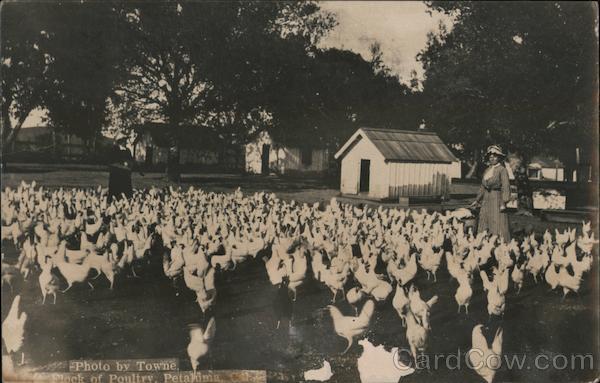 Flock of Chickens Petaluma California Towne