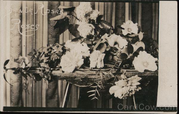 Santa Rosa's Roses California