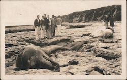 Beached Bottlenose Whales, 1925 Postcard
