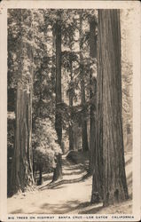 Big Trees on Highway Postcard