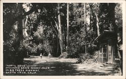 North Drive, Sycamore Grove Resort Camp on Big Trees Highway Postcard