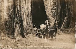 A Two Seated Surry in a Tree, Redwood Park Postcard