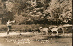 Calling Wild Deer to Feed Postcard