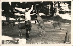 Anxious for his Supper, State Redwood Park Postcard