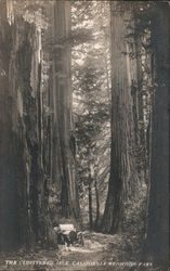 The Cloistered Isle, Redwood Park Postcard