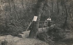 A Trail in a California Redwood Forest Postcard