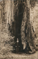 The Chimney Tree - Redwood Park Postcard