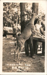 "A Hungry Doe" Postcard