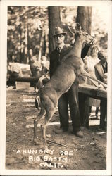 "A Hungry Doe" Postcard