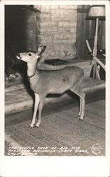 The Little Deer of Big Sur, Pfeifer Redwoods State Park California Postcard Postcard Postcard