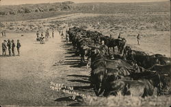 Picket Line, Camp Gigling Postcard