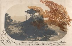 Cypress Tree & Rocks on Ocean Postcard