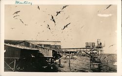 Seagulls on the Pier Postcard