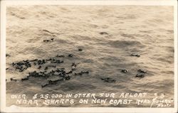 Over $25,000 in otter fur afloat near sharps on New Coast Road Pacific Grove, CA Postcard Postcard Postcard
