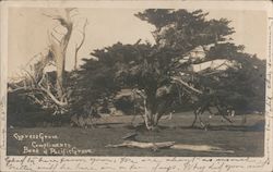 Cypress Grove, Compliments Bank of Pacific Grove. Postcard
