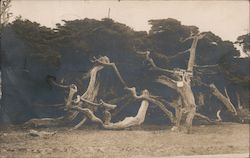 Rams Horn Cypress, Seventeen Mile Drive Postcard