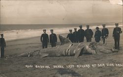 Huge Basking Shark Cast Ashore at Sea Side Postcard