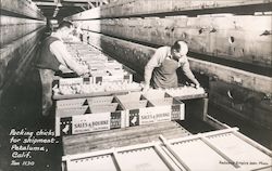 Packing Chicks for Shipment, Sales & Bourke, Inc. Postcard