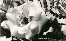 A Santa Rosa Rose Postcard