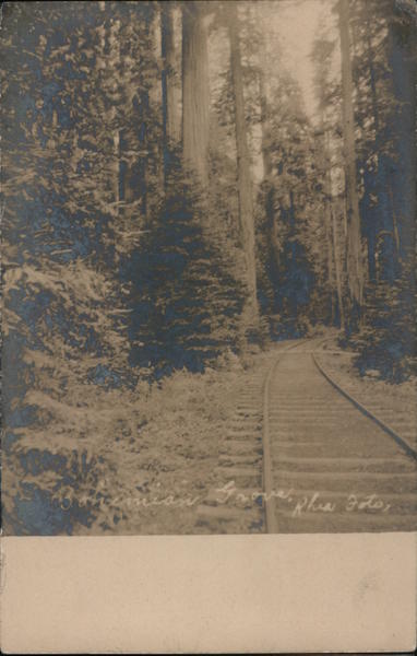 Bohemian Grove Monte Rio California Rhea Foto