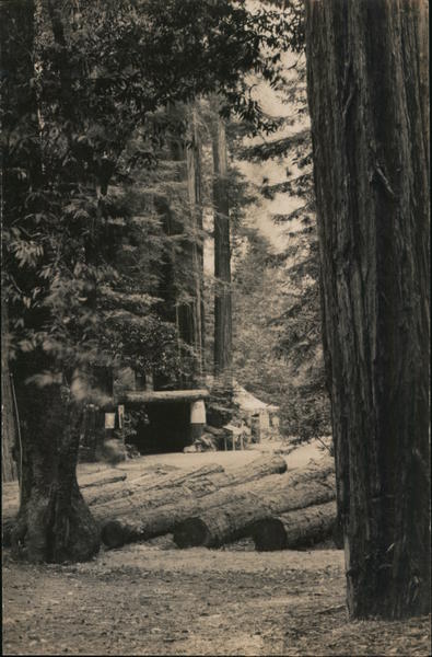 California Redwoods Bohemian Club Monte Rio