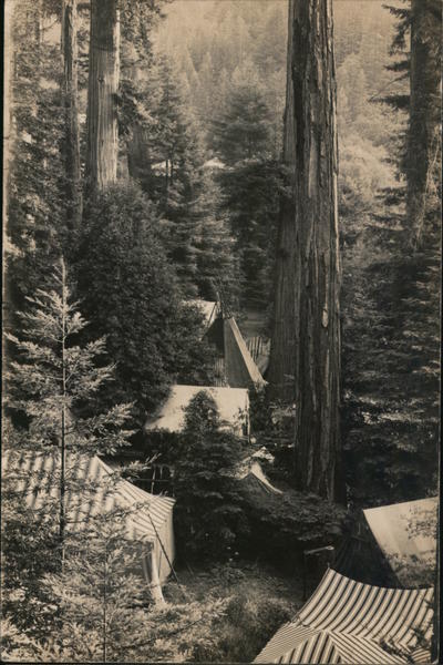 California Redwoods - Bohemian Club Monte Rio
