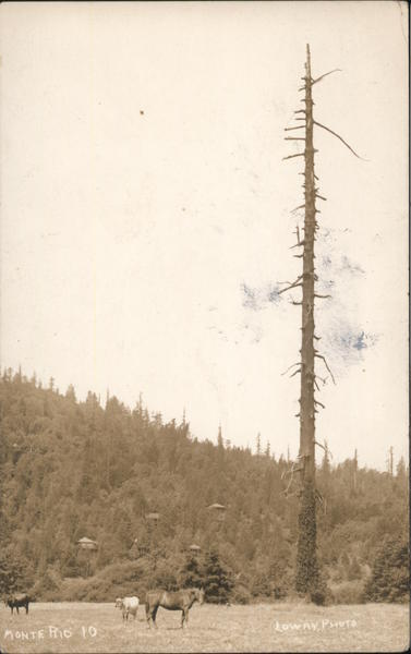 Animals in a Pasture Monte Rio California Lowry Photo
