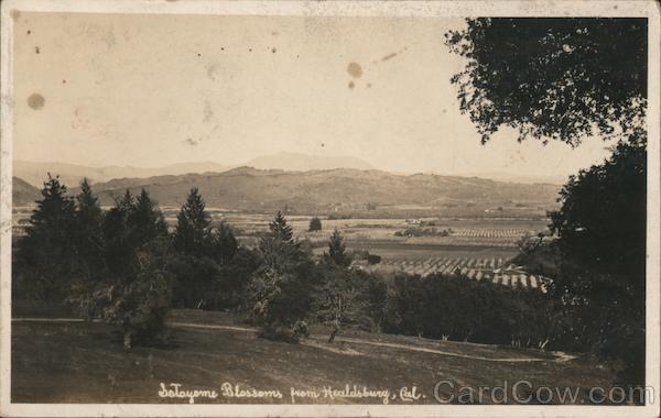 Sotoyme Blossoms Healdsburg California