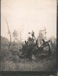 A couple sitting on extremely large tree roots with tree on ground Monte Rio, CA Postcard Original Photograph Original Photograph