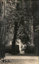 Bohemian Grove Postcard