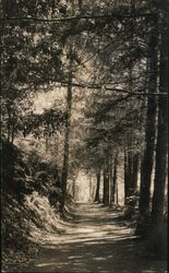 Bohemian Grove Postcard
