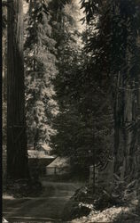 Bohemian Grove Postcard