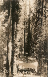 Bohemian Grove Postcard