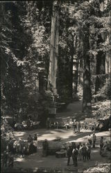 Bohemian Grove Postcard
