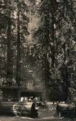 Bohemian Grove Club Postcard