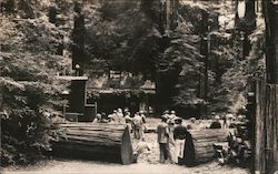 Bohemian Grove Postcard