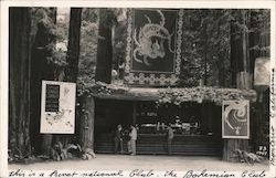 Bohemian Grove Postcard