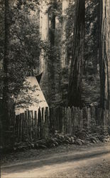 Bohemian Grove Postcard
