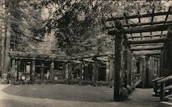 Bohemian Grove Postcard