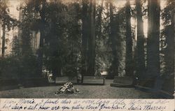 Fire Pit at Camp Meeker Postcard