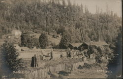 A Field with Tree Stumps Monte Rio, CA Rhea Foto Postcard Postcard Postcard
