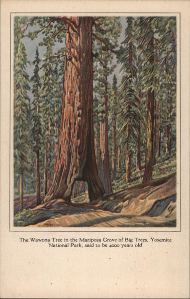 The Wawona Tree in the Mariposa Grove of Big Trees Yosemite National Park California