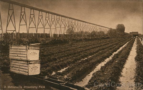 A Watsonville strawberry field. California